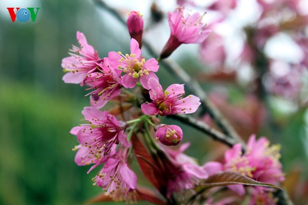 Spring flowers blossoming in northwestern region  - ảnh 5